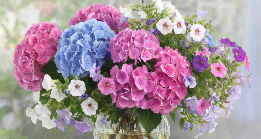 Гортензии и петунии теперь в прошлом: этот цветок — лучшая альтернатива и дает по 12 бутонов на ветке