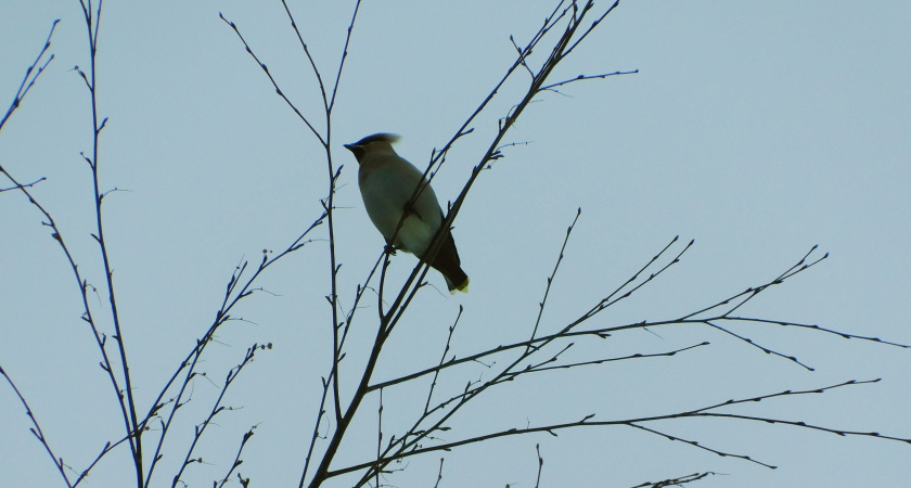 В Подмосковье в рамках нацпроекта запустили экологический мониторинг птиц "Весна: день за днем"
