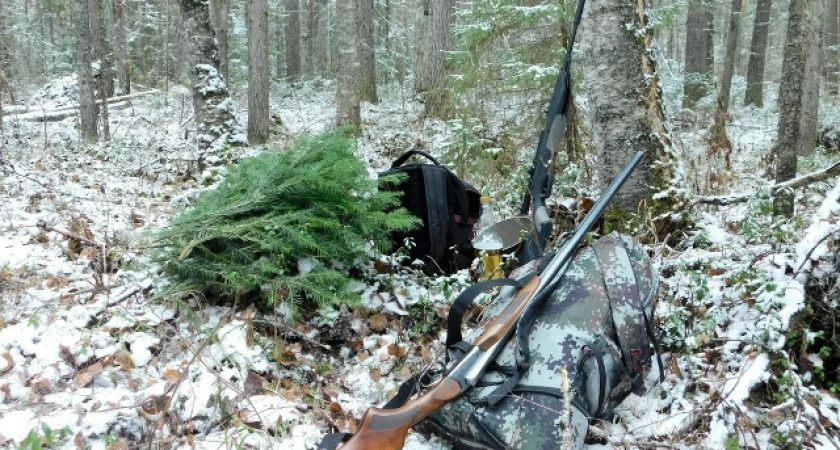 Нашествие волков в Подмосковье: почему хищники выходят к людям и как обезопасить себя