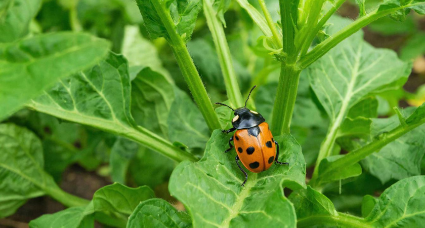 ПЕРЕДЕЛАТЬВредители разбегутся как ошпаренные: что необходимо полить кипятком весной на даче, чтобы защитить растения