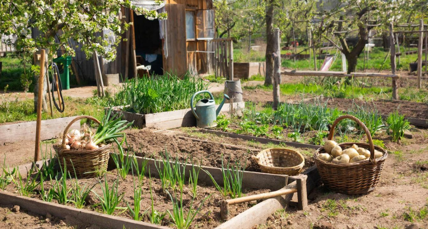 Сажаю в марте — собираю урожай через 2 недели: что можно посеять на даче в начале весны