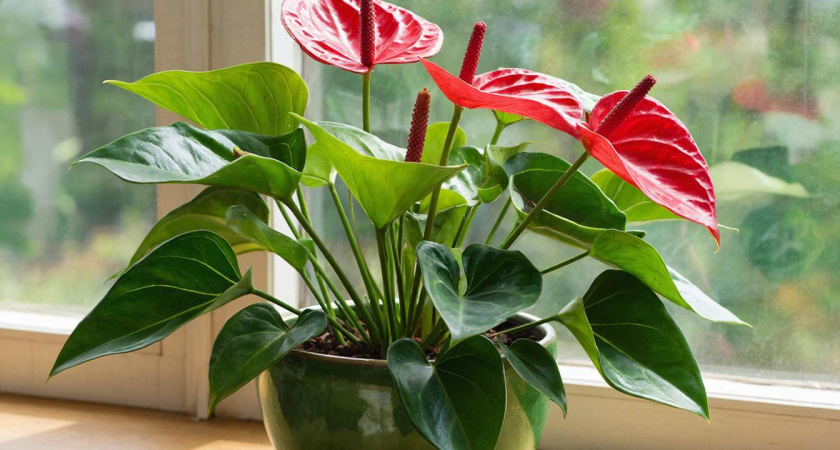 Весной для антуриума — важно: разводим 1 ложку водой — и наслаждаемся буйством алого цветения