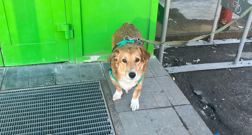 Жителям Московской области рассказали о наказании для хозяев собак за нападение на людей