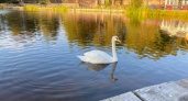 Лебеди-шипуны обосновались на постоянное жительство в Московской области
