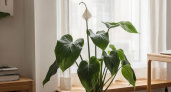 Мартовский секрет для спатифиллума: добавьте 1 г в воду — и белые "паруса" полезут как сумасшедшие