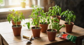 Всего 1 чайная ложка на литр воды — и рассада перцев толще пальца: коренастые "дубки" на подоконнике