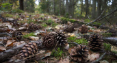 Весной шишки из леса тащу мешками — не нарадуюсь своей находчивости: бесценная польза для дачников