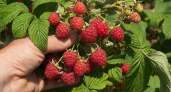 2 ложки на 10 литров — и малина размером с сливу: урожай собирают реально ведрами до заморозков