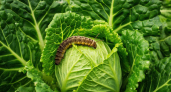 Как избавиться от листовёртки весной? 5 шагов от эксперта спасут ваш урожай