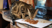 4 табу в кормлении кошек сухим кормом: проверьте, не нарушаете ли вы их