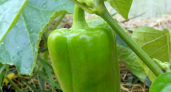 Сладкие перчики крепнут по часам от такой подкормки — 1 рецепт надолго насытит калием и фосфором