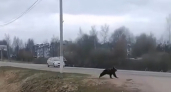 На трассе в Подмосковье на проезжую часть выбежал медведь