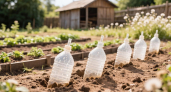 Закапываю бутылки в грядки и проблем не знаю: этот лайфхак увеличит урожай на 40 % — секрет белорусских садоводов