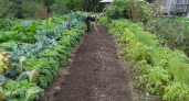 В мае закапываю в огороде тряпку — необычный, но полезный совет от французских фермеров