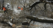 Коммунальщики Наро-Фоминска опилили деревья после снегопада
