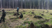 В Наро-Фоминском городском округе высадили 1700 юных елей взамен погибших деревьев