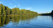 Учёные подсчитают краснокнижных ремезов в Московской области