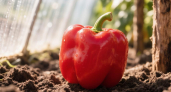 Перцы после высадки поливаю этим настоем: урожая настолько много, что приходится раздавать соседям