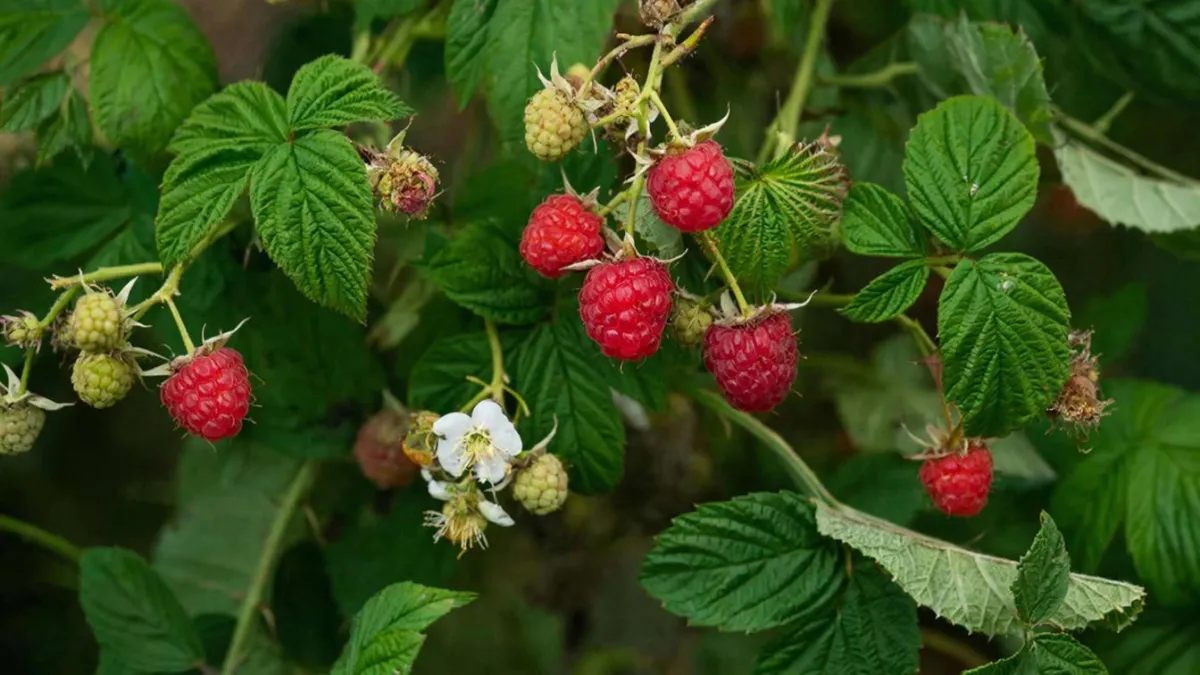 2 ложки на 10 литров — и малина размером с сливу: урожай собирают ведрами до самой зимы