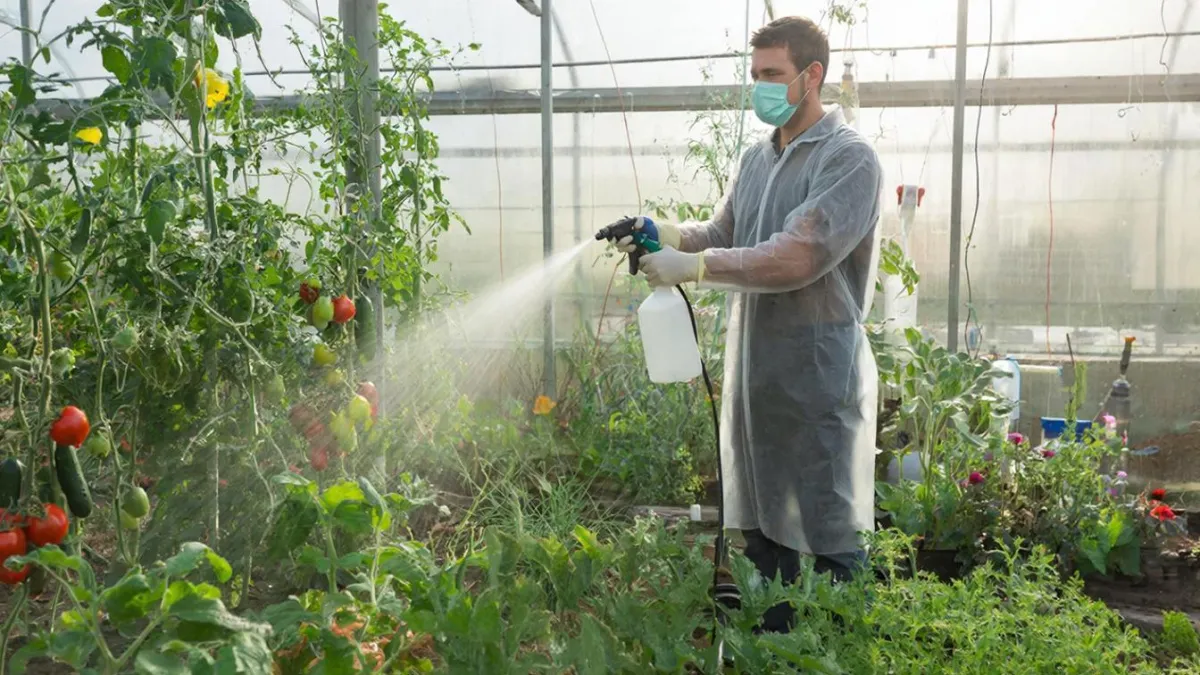 Лучший способ дезинфекции теплицы перед началом сезона: два простых ингредиента заменят дорогие магазинные средства