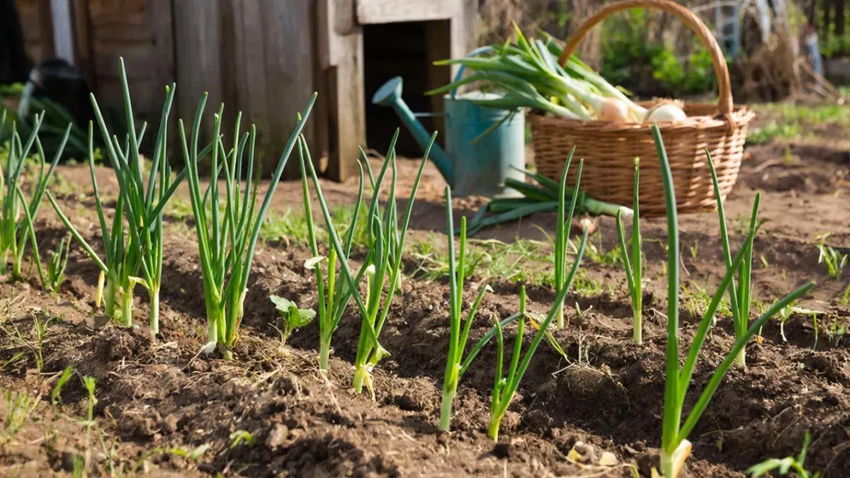 Как заставить лук расти крупным и здоровым: три проверенные хитрости без лишних затрат и усилий