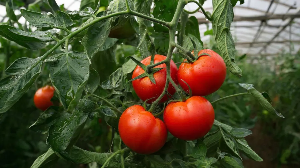 Седьмой год поливаю так помидоры - 1 зубчик в воду, и фитофторы нет весь сезон