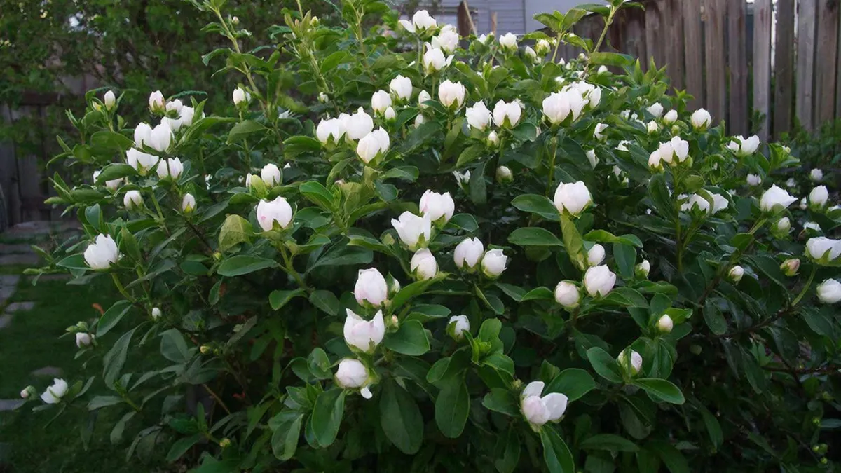 Цветёт не переставая и выглядит как сахарная вата: кустарник, который цветёт дольше всех