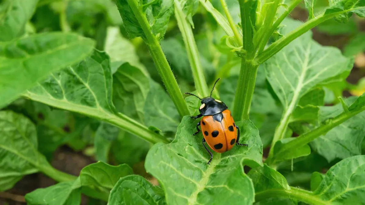 Вредители разбегутся как ошпаренные: что необходимо полить кипятком весной на даче, чтобы защитить растения