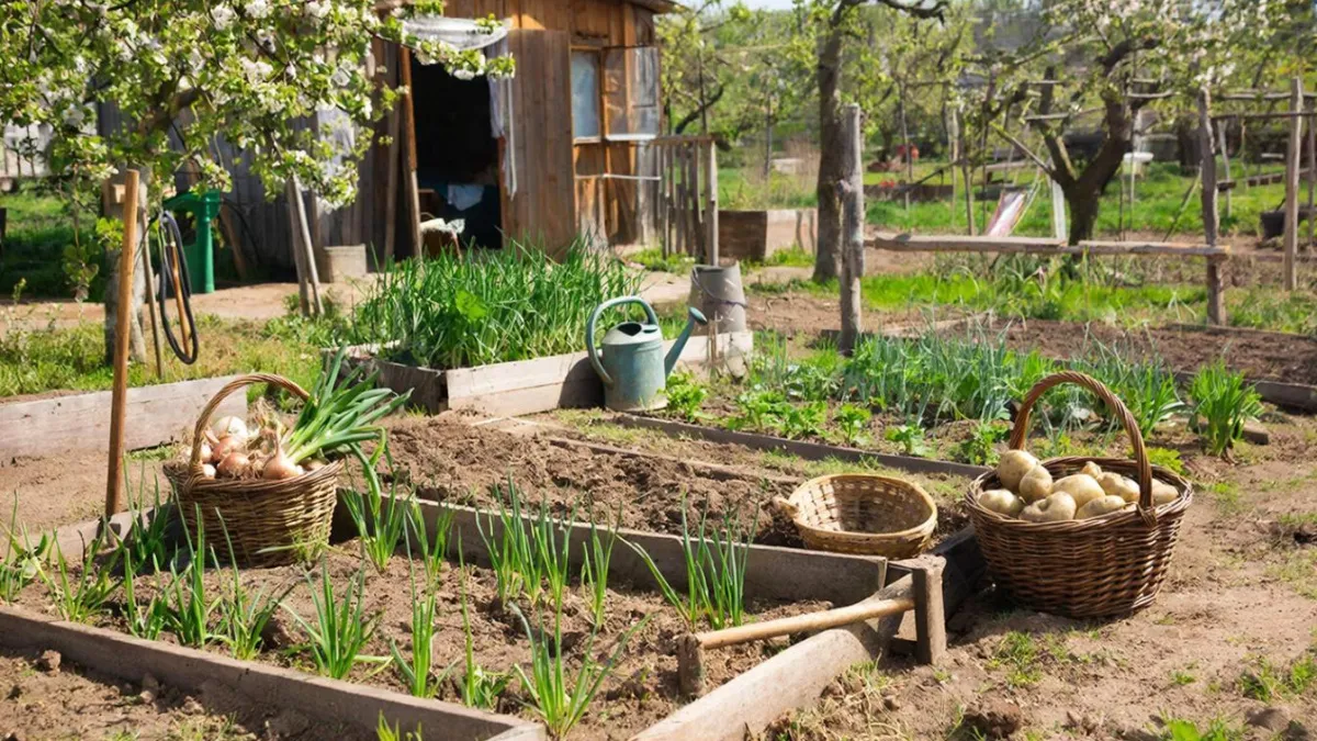 Сажаю в марте — собираю урожай через 2 недели: что можно посеять на даче в начале весны