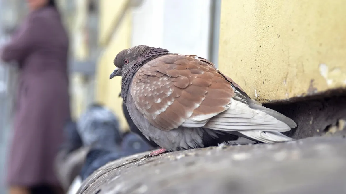 Жителям Московской области рассказали об опасности хлеба для птиц