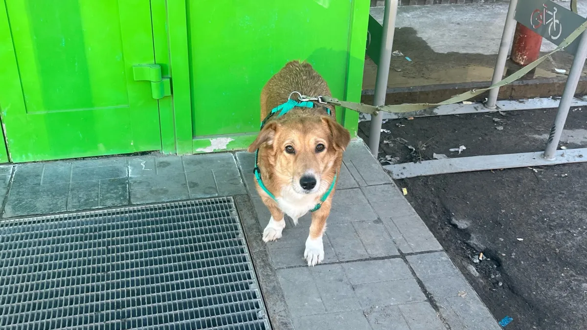 Жителям Московской области рассказали о наказании для хозяев собак за нападение на людей