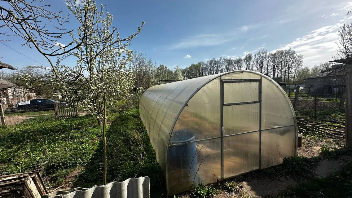 Заливаем 100 мл в лунку — рассада густая, как ковер, а урожай потом ведрами: старинный рецепт от деда Егора