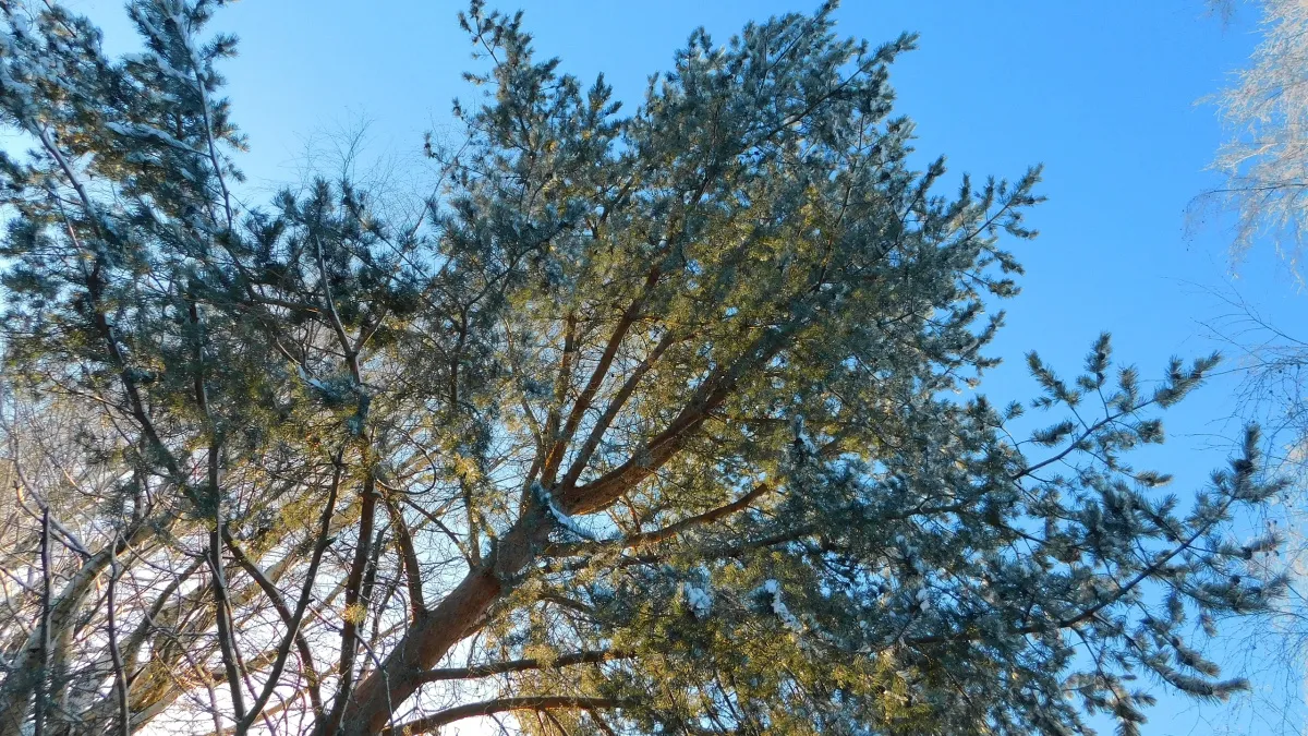 В Московской области 12 марта ожидается теплая весенняя погода