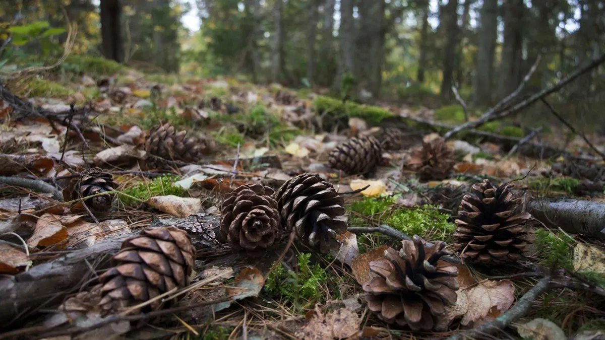 Весной шишки из леса тащу мешками — не нарадуюсь своей находчивости: бесценная польза для дачников