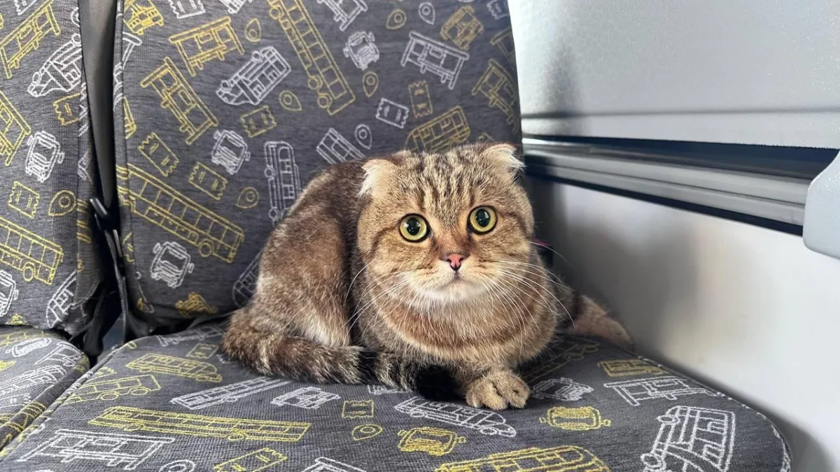 Пассажирам Подмосковья разъяснили нюансы перевозки домашних животных