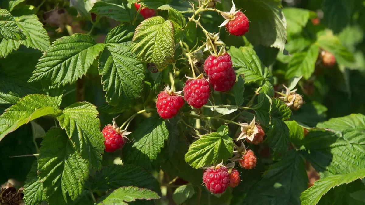 2 ложки на 10 литров — и малина размером с сливу: урожай собирают ведрами до холодов