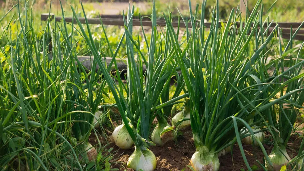 Как заставить лук расти крупным и здоровым: три рабочие хитрости без лишних усилий