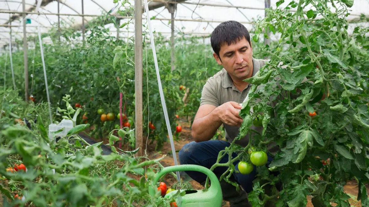 Седьмой год поливаю так томаты - 1 зубчик в воду, и фитофторы нет всё лето