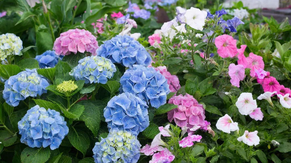 Гортензии и петунии в прошлом: этот цветок — лучшая альтернатива и дарит по 12 бутонов на ветке