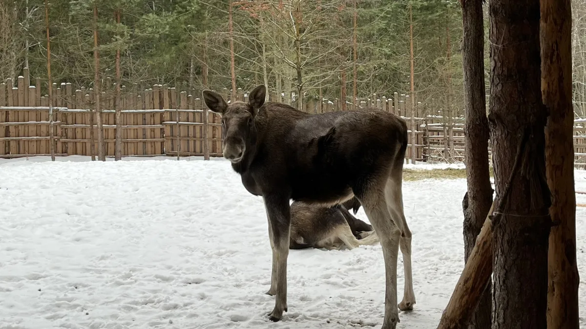 Дикие животные в Московской области: эксперт предупредил о рисках сближения с фауной в парках