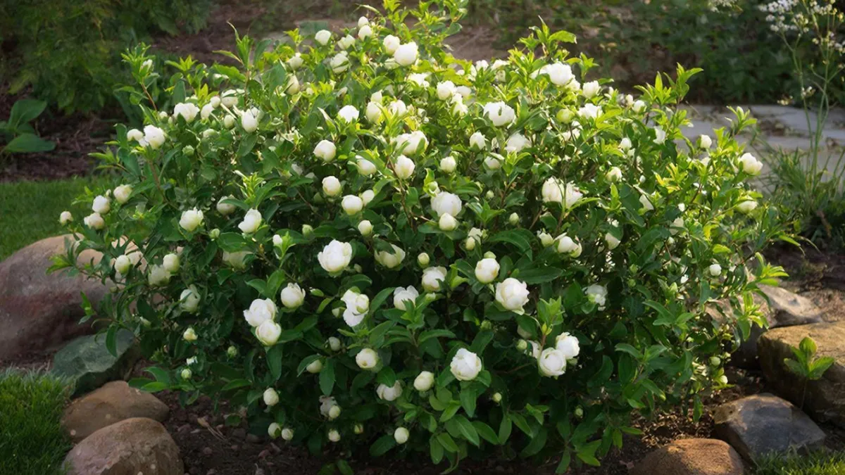 Цветёт непрерывно и выглядит как сахарная вата: кустарник, который цветёт дольше остальных