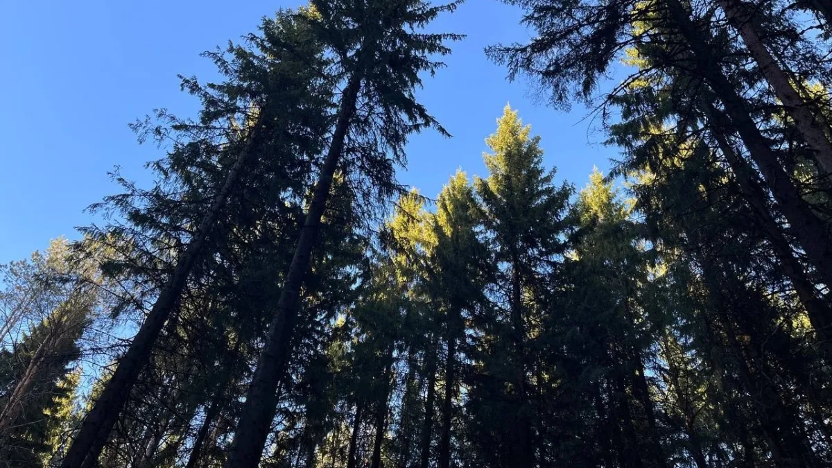 Московская область 15 марта побила температурный рекорд