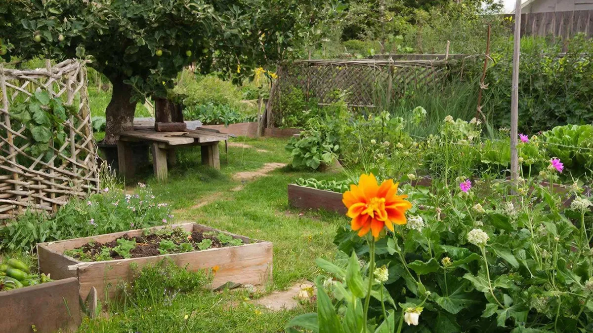 Сажаю этот цветок на участке каждый год: клещи бегут как от огня