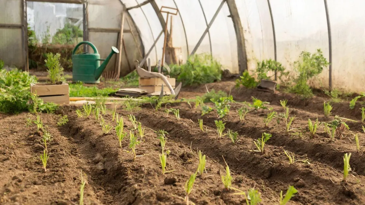 Сажаю в марте — собираю урожай через 2 недели: что можно посеять на даче в начале весны