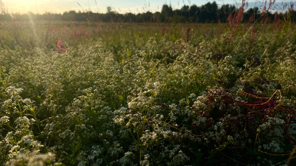 Жителей Московской области предупредили о штрафах за сбор краснокнижных цветов