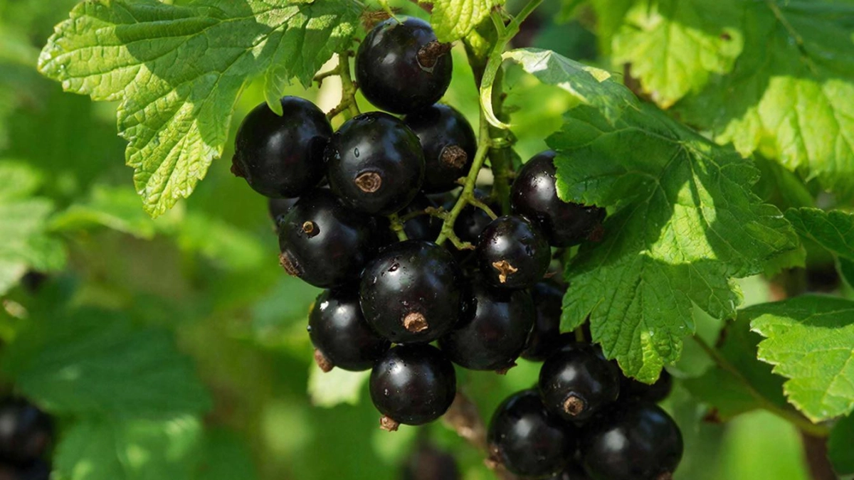 Соседи обзавидуются: рассыпьте это под смородину в марте — и кусты ломятся от ягод величиной с виноград