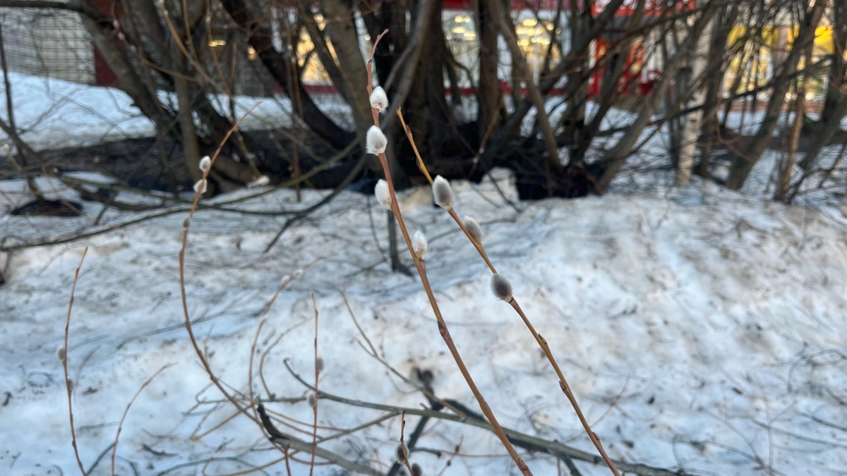 В Московской области 18 марта воздух прогреется до +13 градусов: прогноз погоды в регионе