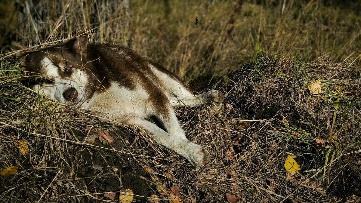 Владельцам собак в Подмосковье рассказали о защите питомцев от клещей весной