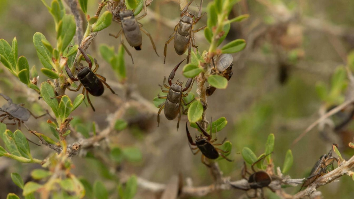 10 запахов, которых клещи боятся, как огня: знакомый егерь раскрыл секреты, как же защитить себя от опасных кровососов
