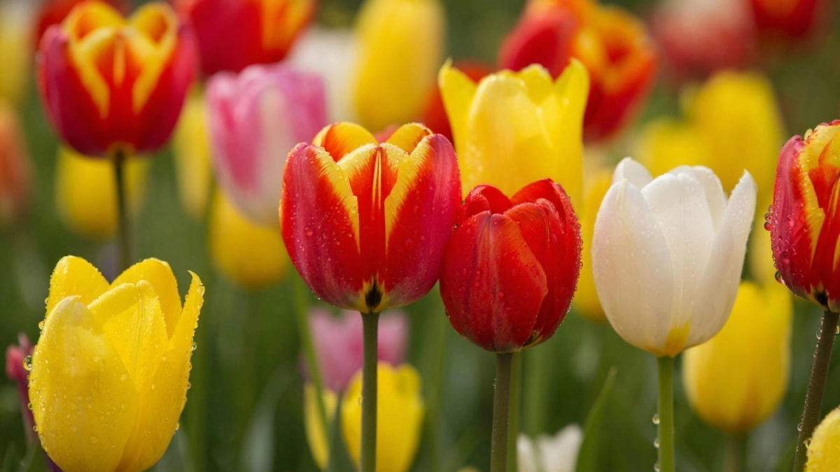 Лето наступит раньше времени: какой же будет погода в России в апреле